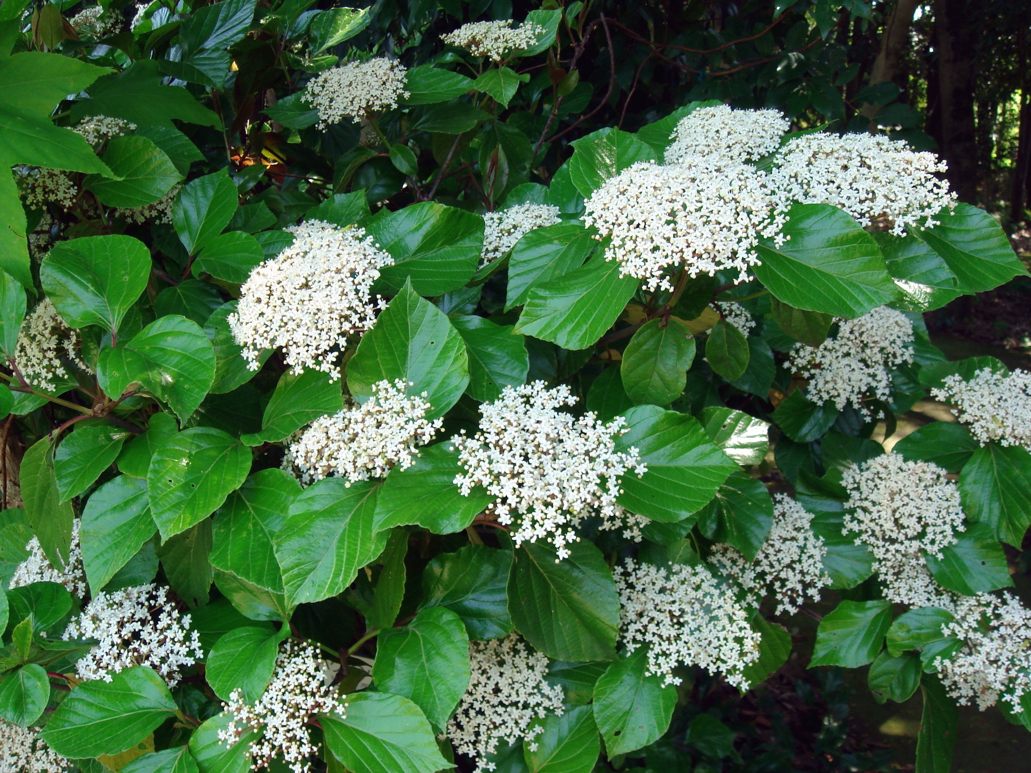 Viburnum japonicum (Thunberg) Sprengel